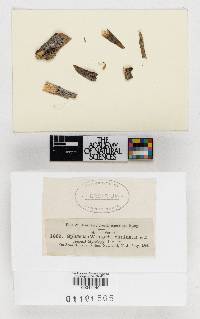 Sphaeria rhuina image