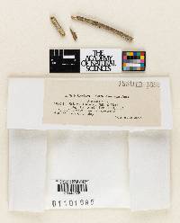 Stictis lupini image