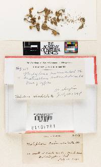 Pseudocraterellus subundulatus image