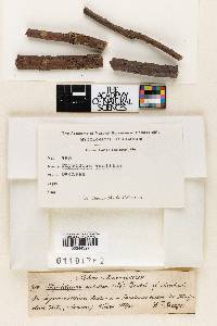 Image Associated With the Occurrence
