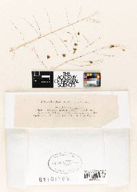 Tilletia corona image