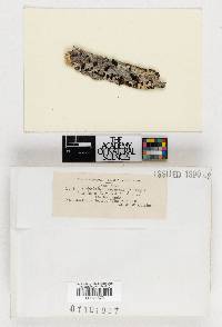 Triblidium rufulum var. fuscum image