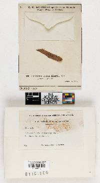 Tubercularia ailanthi image