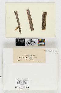 Valsa eucalypti image