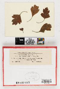 Image Associated With the Occurrence