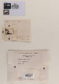 Dematium badium image