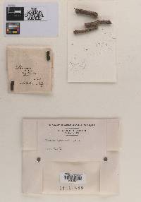 Dermea cydoniae image