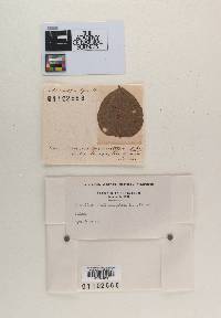 Image Associated With the Occurrence