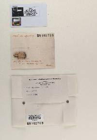 Image Associated With the Occurrence