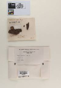 Trichosporum fuscum image