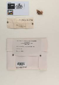 Alytosporium psittacinum image