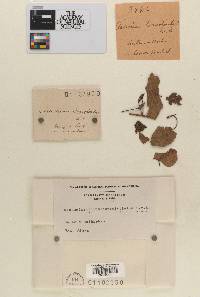 Image Associated With the Occurrence