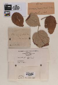 Image Associated With the Occurrence