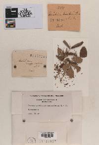 Caeoma sambuciatum image