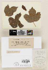 Image Associated With the Occurrence