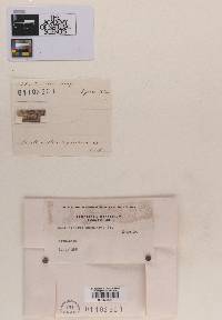 Image Associated With the Occurrence