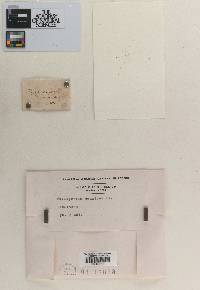 Fusisporium candidum image