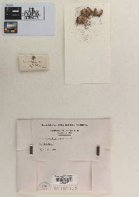Fusisporium roseum image