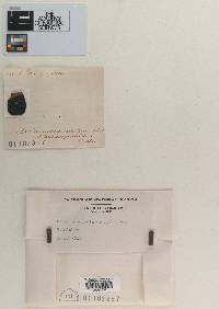 Glonium accumulatum image