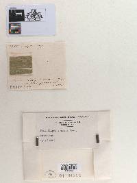 Penicillium sparsum image