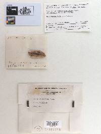 Claussenomyces atrovirens image