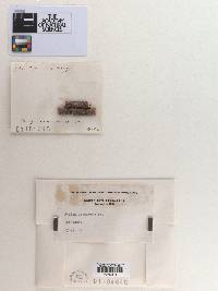 Durella connivens image