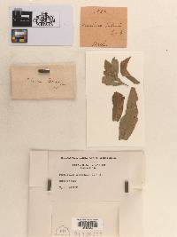 Image Associated With the Occurrence