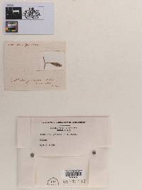 Dothidea gramma image