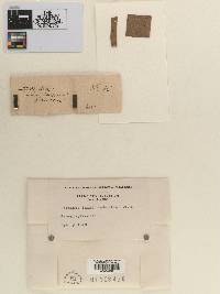 Dothidea lauri-borboniae image