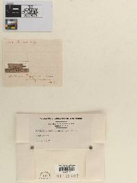 Phyllachora polygonati image