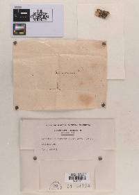 Cenangium sphaeriaemorphum image