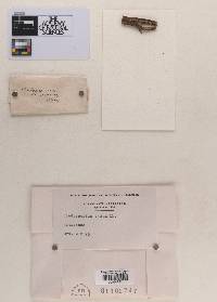 Cladosporium atrum image