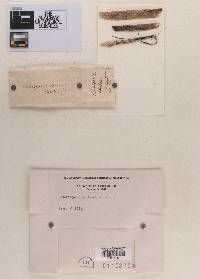 Cladosporium fuscum image