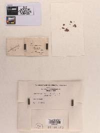 Phacidium fraxineum image