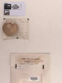 Polyporus aesculi image