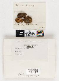 Rhizopogon albus image