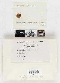 Image Associated With the Occurrence