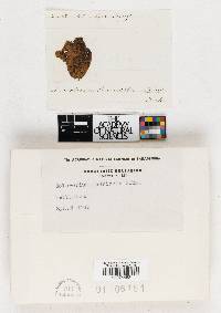 Sclerotium lauricola image