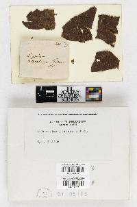 Image Associated With the Occurrence