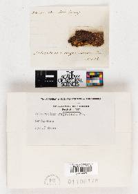 Image Associated With the Occurrence