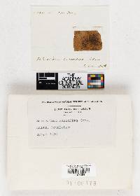 Sclerotium sassafras image
