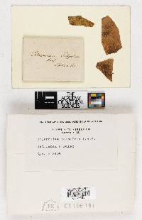 Image Associated With the Occurrence