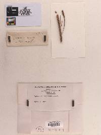 Sphaeria ampelos image