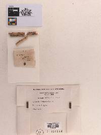 Sphaeria annulans image