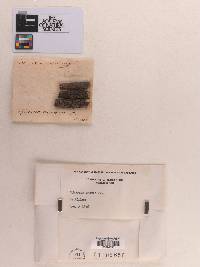 Massaria anomia image