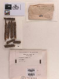 Massaria anomia image