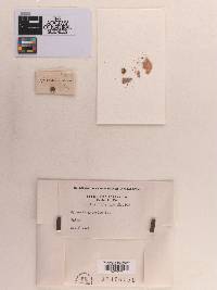 Valsaria anserina image