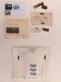 Sphaeria assecta image