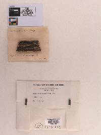 Sphaeria hiascens image