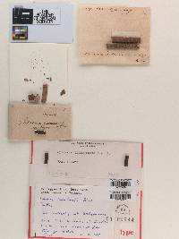 Sphaeria indistincta image